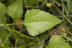 Cucumberleaf sunflower